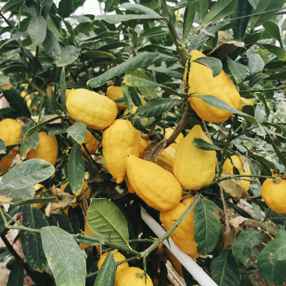 Bioland Cedro Zitrone 0,5 kg