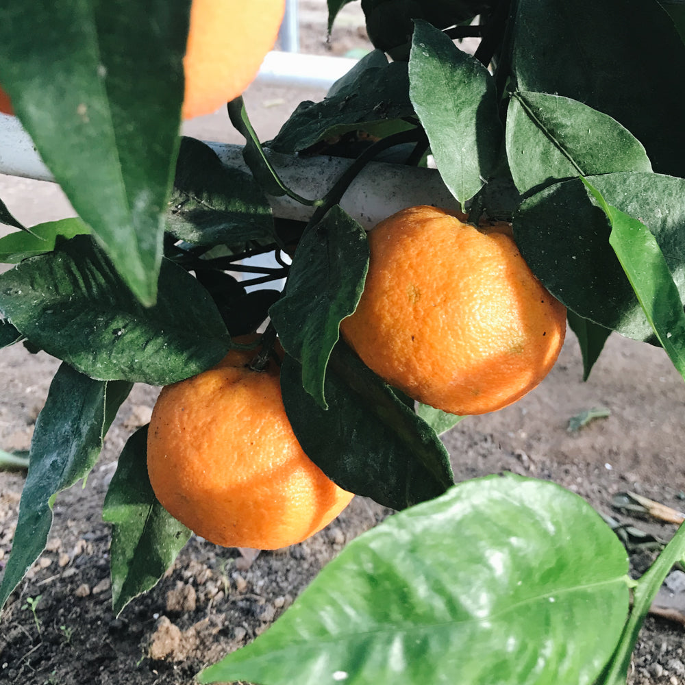 Bioland Clementine 0,5 kg