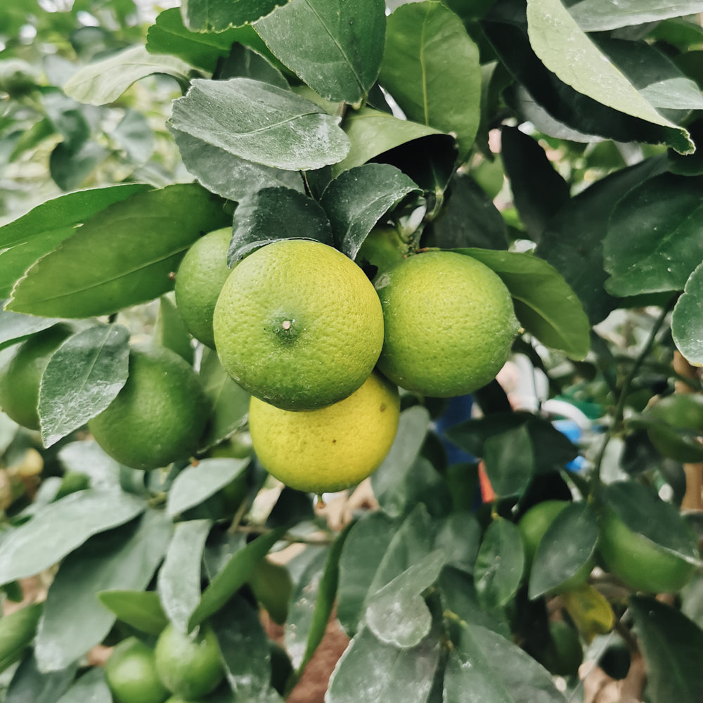 Bioland Mexikanische Limette 0,5 kg (Echte Limette)