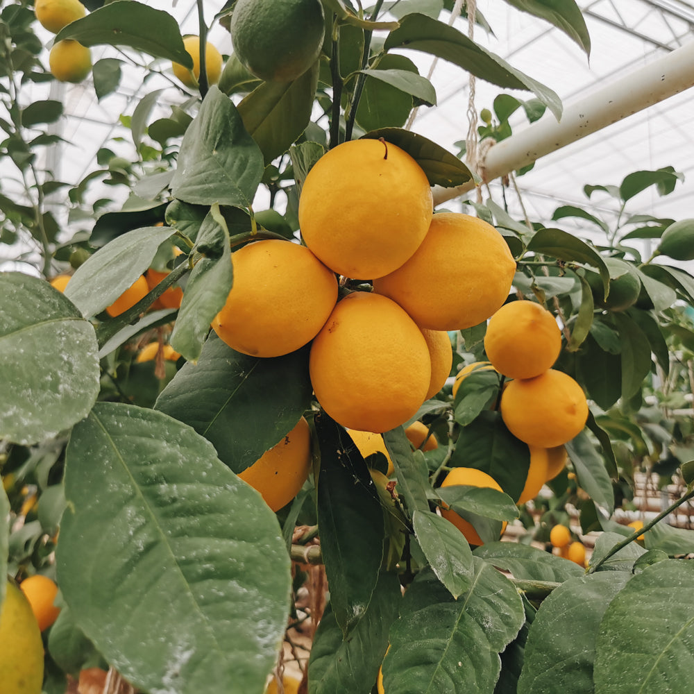 Bioland Meyer Zitronen 0,5 kg