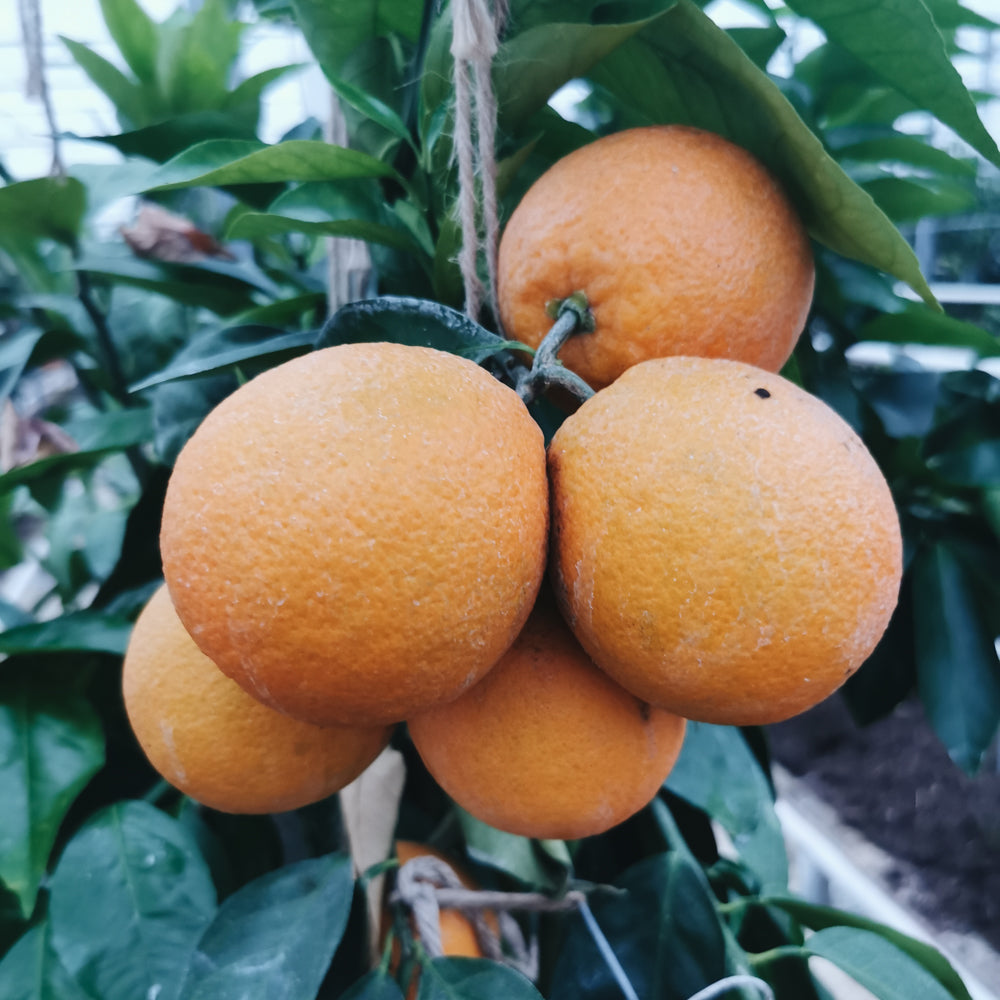 Bioland Orange 0,5 kg