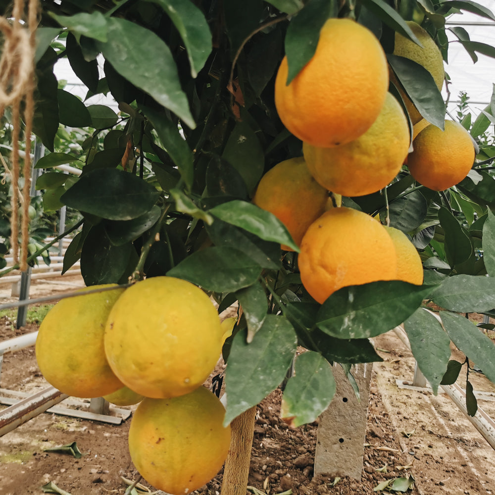 Bioland Pink Orangen 0,5 kg