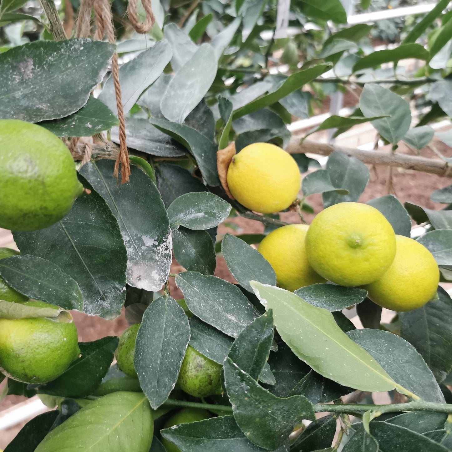 Bioland Tahiti Limette 0,5 kg