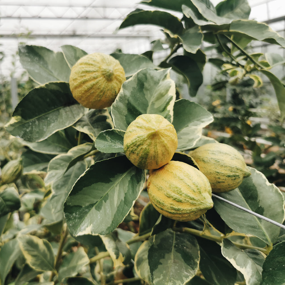 Bioland Tiger Zitrone / Tahiti Limette Mix 0,5 kg