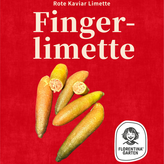 Bioland Finger Limette 1 Stück